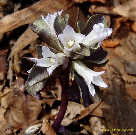 {Obolaria virginica}